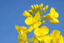 Firma Szmidt Jan Szmidt