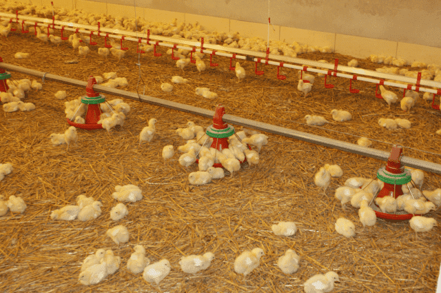  Wyposażanie Ferm "FARMA" Śliwiński, Dobies Sp.j. 