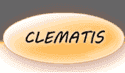 CLEMATIS Zakład Bieliźniarski S.c.
