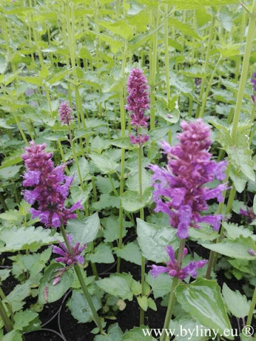 Szkółka Pojemnikowa Bylin Joanna Dziatko