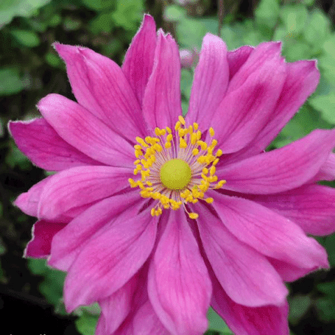 Szkółka Pojemnikowa Bylin Joanna Dziatko