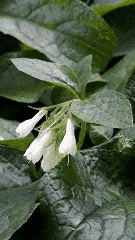 Szkółka Pojemnikowa Bylin Joanna Dziatko