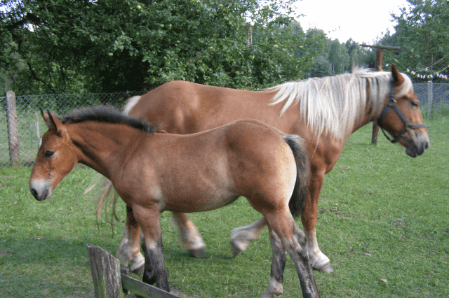 Gospodarstwo Agroturystyczne "BOCIAN I WY"