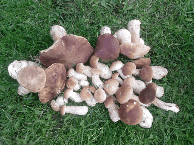 Gospodarstwo Agroturystyczne "BOCIAN I WY"