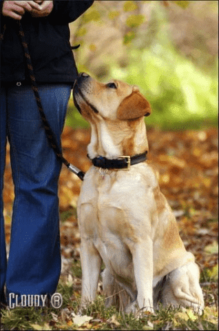 BARITUS-LECZNICA WETERYNARYJNA