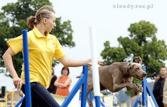 BARITUS-LECZNICA WETERYNARYJNA