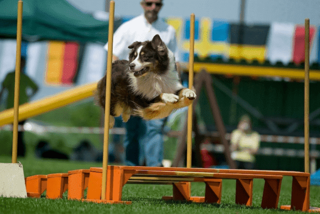 BARITUS-LECZNICA WETERYNARYJNA