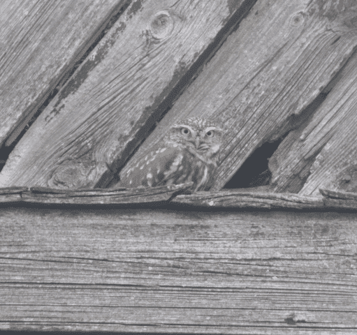 Amanita. Ekspertyzy ornitologiczne, inwentaryzacje przyrodnicze Grzesiak W.