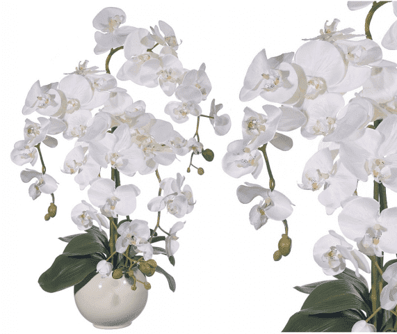 E-ROBSON ROBERT WYRAZ