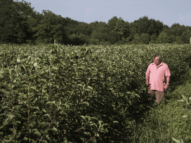 Szkółka Drzew, Krzewów Owocowych. Józef i Przemysław Kopeć
