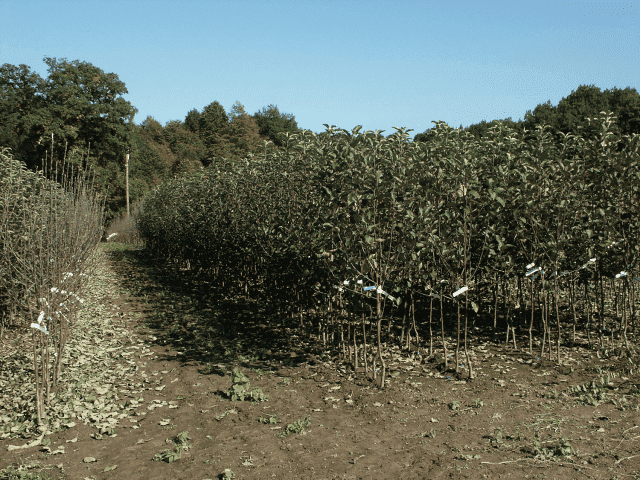 Szkółka Drzew, Krzewów Owocowych. Józef i Przemysław Kopeć