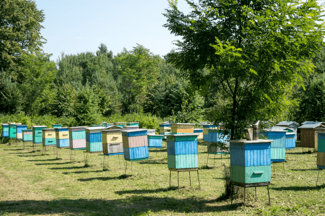 PASIEKA EKOLOGICZNA - JERZY BAŃKOWSKI