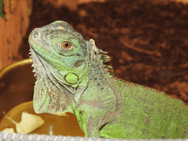 Zoo-Centrum sklep zoologiczno-wędkarsko-gołębiarski Michał Wolanin