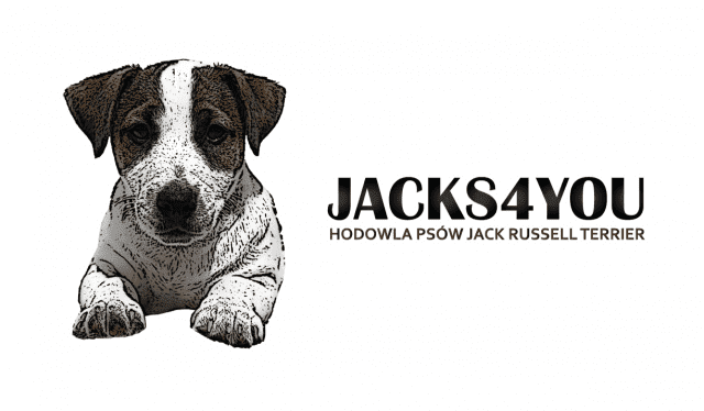 Jacks4You 
Hodowla Jack Russell Terrier