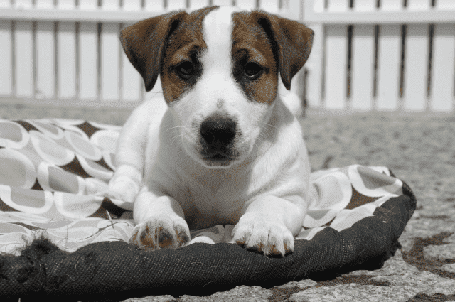 Jacks4You 
Hodowla Jack Russell Terrier