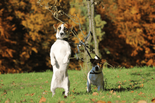 Jacks4You 
Hodowla Jack Russell Terrier