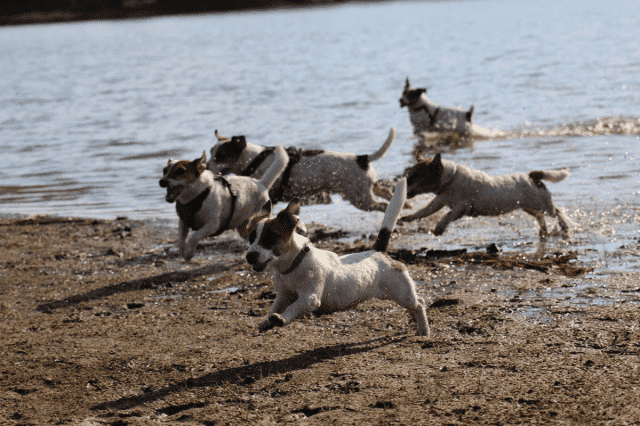 Jacks4You 
Hodowla Jack Russell Terrier