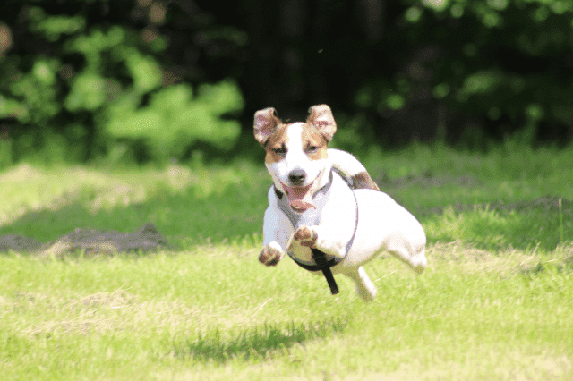 Jacks4You 
Hodowla Jack Russell Terrier