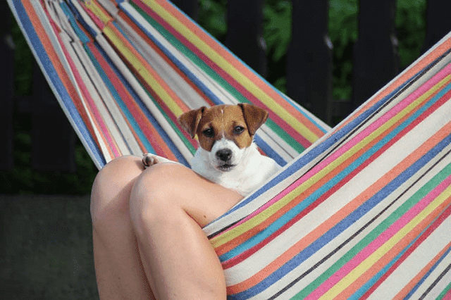 Jacks4You 
Hodowla Jack Russell Terrier