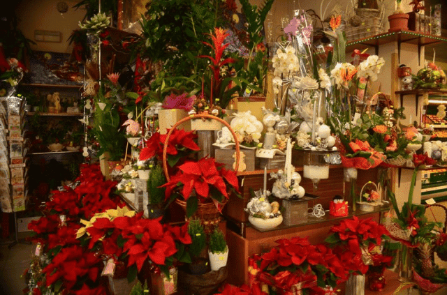 Kwiaciarnia "STEFANOTIS"