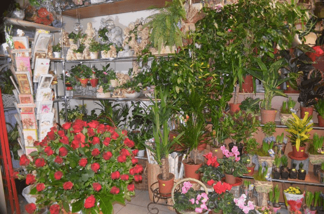 Kwiaciarnia "STEFANOTIS"