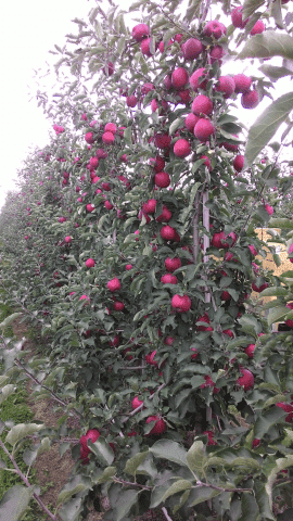 Gospodarstwo Rolno Sadownicze Władysław Rygałło