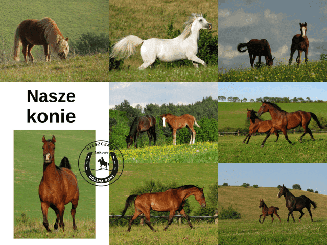 Ośrodek Jeździecki Dolina Koni w Łukowem