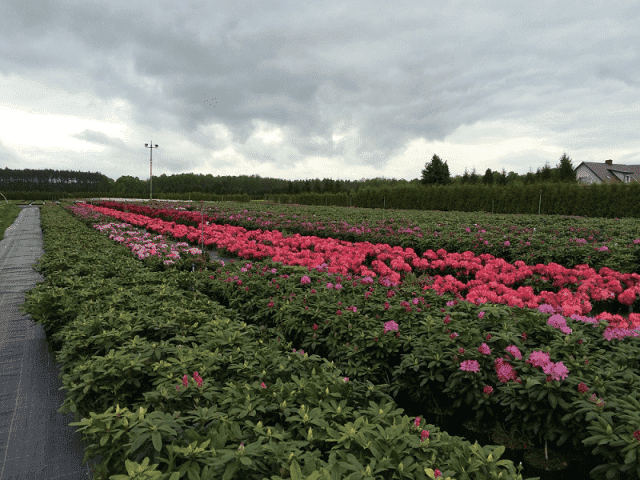 EDEN GARDEN SP. Z O.O.