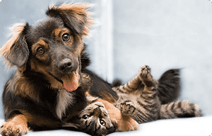 Przychodnie Weterynaryjne ZWIERZYNIEC