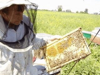 Gospodarstwo Pasieczne ULIK Irena i Marian Śliczniak