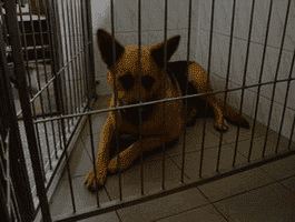 Klinika Weterynaryjna ORKA