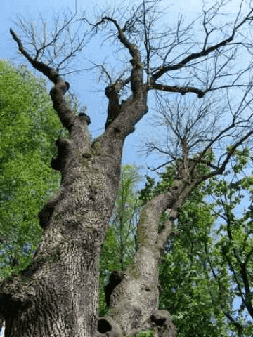 PW Smrek Jacek Ślizowski