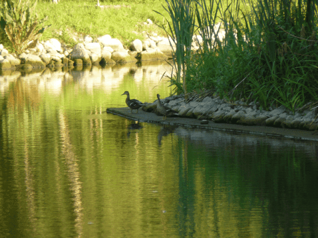 Centrum Konferencyjno Wypoczynkowe Magnolia