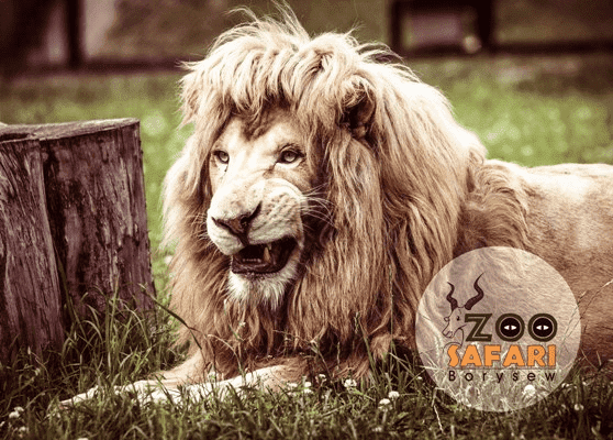 Ogród Zoologiczny ZOO Safari Borysew 
