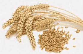 "Chempest Głogówek" Zygmunt i Weronika Wodzisławscy