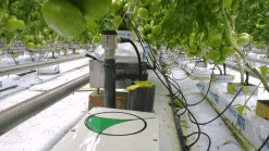 Fertyga Automatyka Szklarniowa