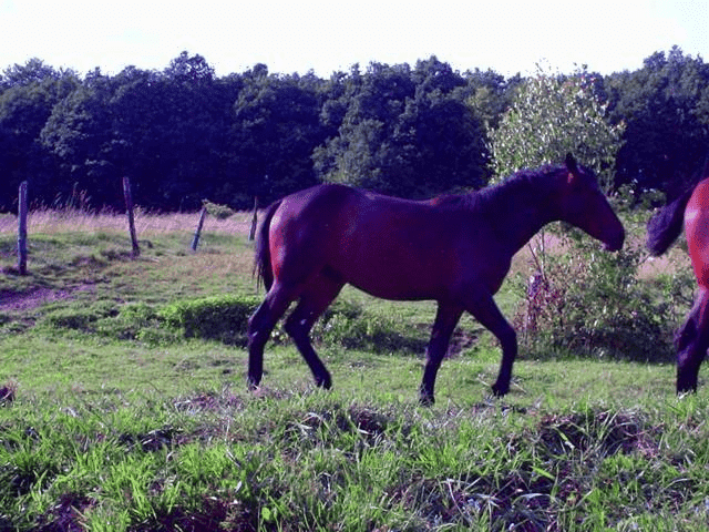 PODKÓWKA DANUTA AGROTURYSTYKA