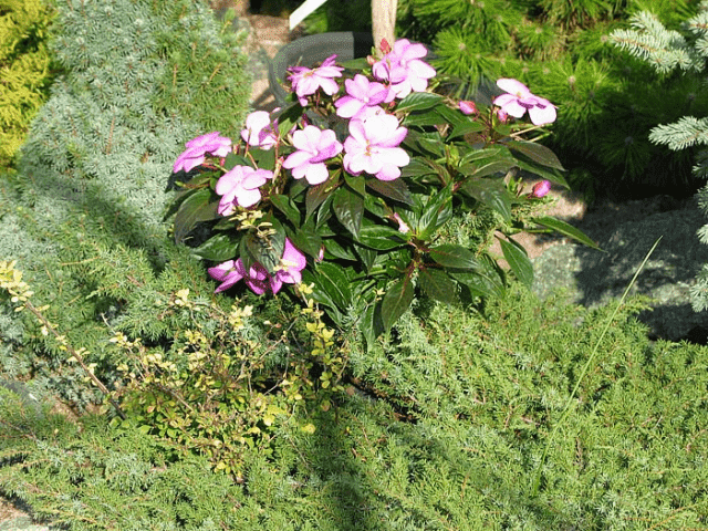 GARDENLAND s.c Kraina Ogrodów