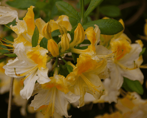 GREEN SERWIS Centrum Ogrodnicze
Gospodarstwo Ogrodniczo-Szkółkarskie