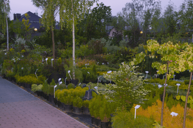 GREEN SERWIS Centrum Ogrodnicze
Gospodarstwo Ogrodniczo-Szkółkarskie