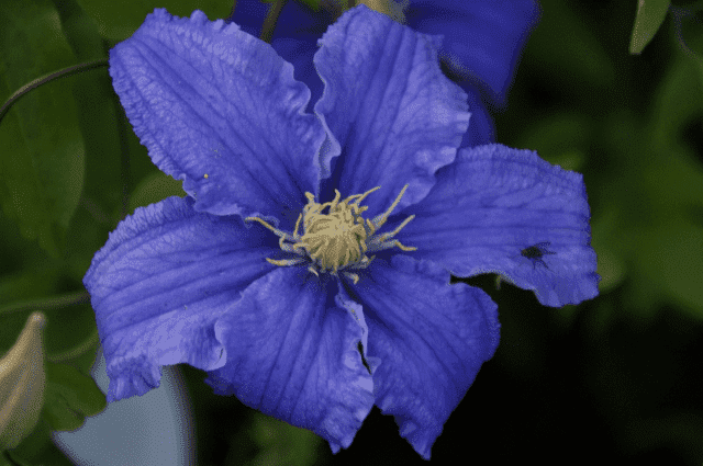 GREEN SERWIS Centrum Ogrodnicze
Gospodarstwo Ogrodniczo-Szkółkarskie