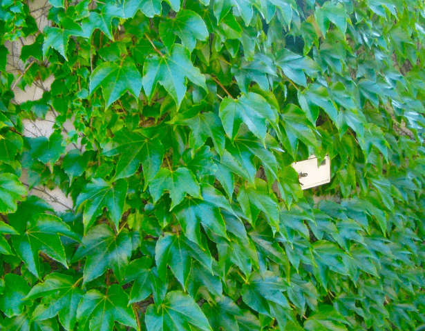 GREEN SERWIS Centrum Ogrodnicze
Gospodarstwo Ogrodniczo-Szkółkarskie