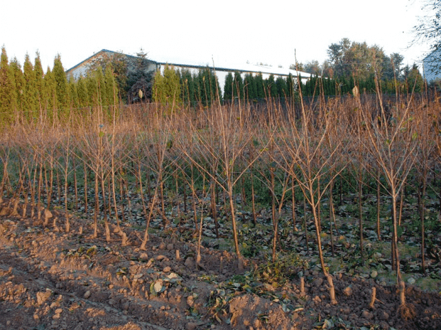 	 Gospodarstwo Szkółkarskie Barbara i Remigiusz Grzywa