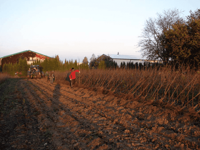 	 Gospodarstwo Szkółkarskie Barbara i Remigiusz Grzywa