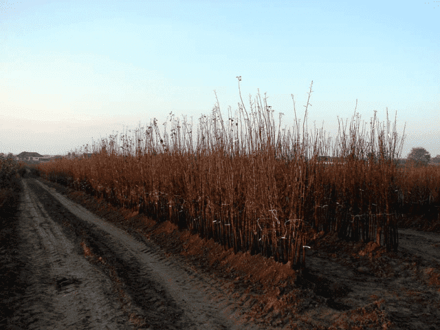 	 Gospodarstwo Szkółkarskie Barbara i Remigiusz Grzywa