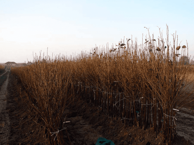 	 Gospodarstwo Szkółkarskie Barbara i Remigiusz Grzywa