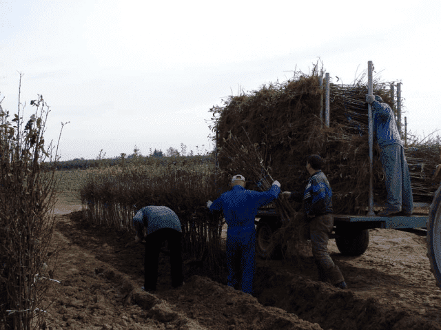 	 Gospodarstwo Szkółkarskie Barbara i Remigiusz Grzywa