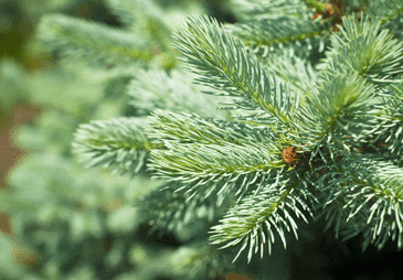 Szkółka Krzewów Ozdobnych Leszek Jakielaszek