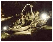 PPH KORBTEX S.c. Tomasz, Zdzisława, Anna Sobera