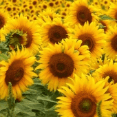 Kwiaciarnia MARIUSZ Mariusz Rainda